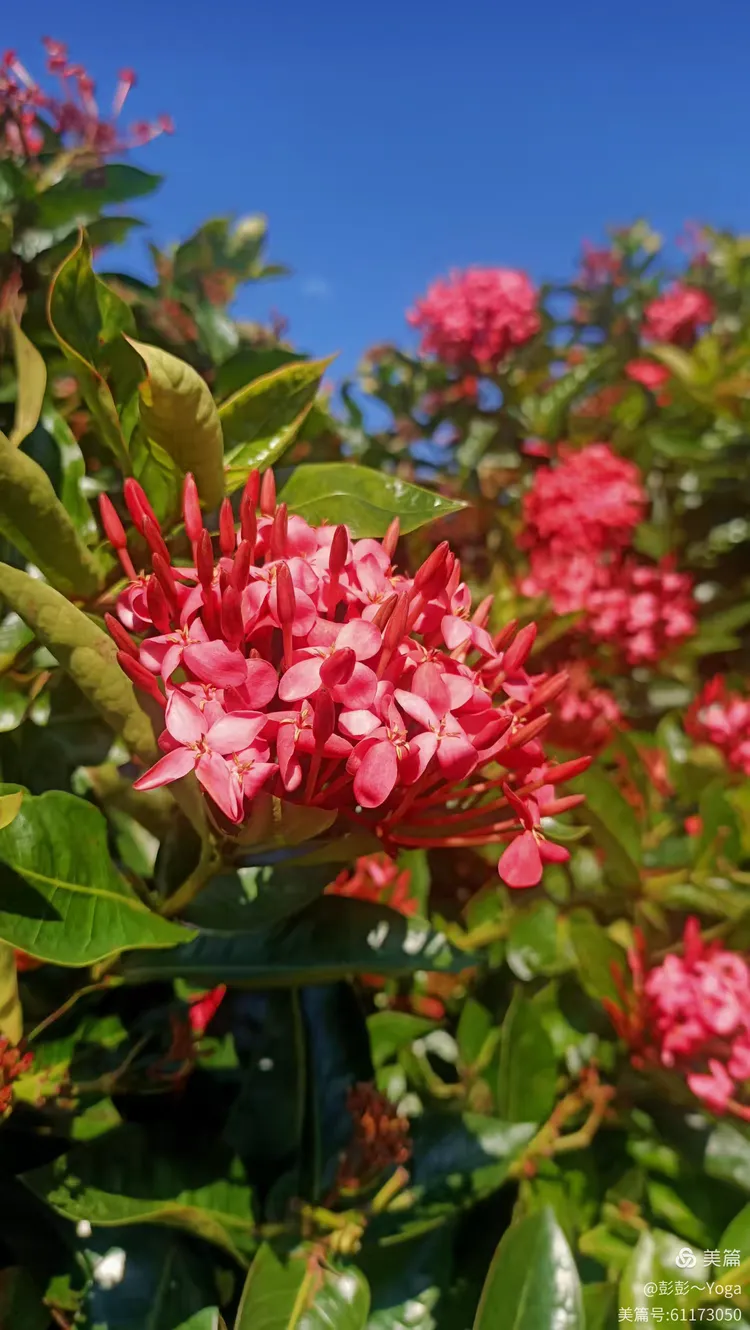 12.1西双版纳热带花卉园